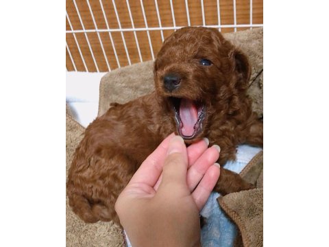 Toy poodle cins köpeğimiz
