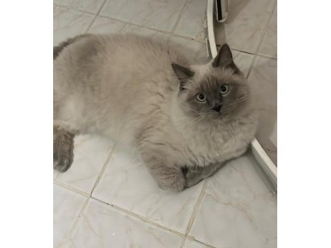 Yavru british longhair bademimiz