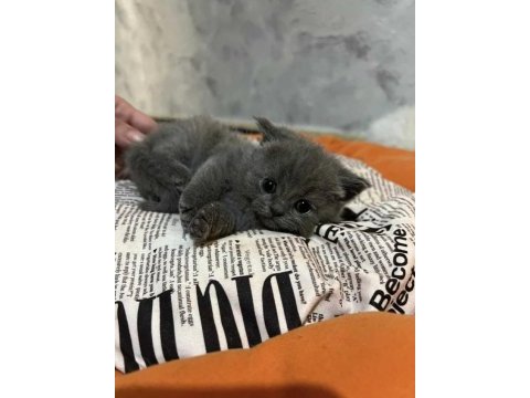 British shorthair scottish fold yavruları