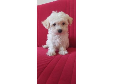 Maltese malta terrier