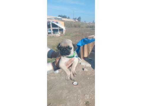 Sahibinden pug