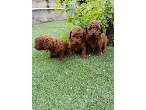 Poodle kaliteli cazip fiyata poodle