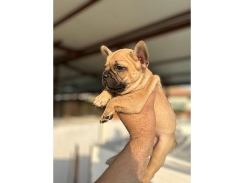 Kalite french bulldog arayanlar