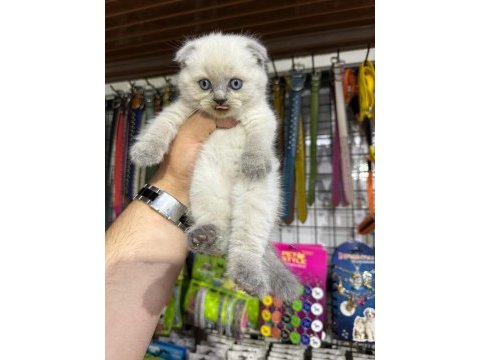 Scottish fold bebekler