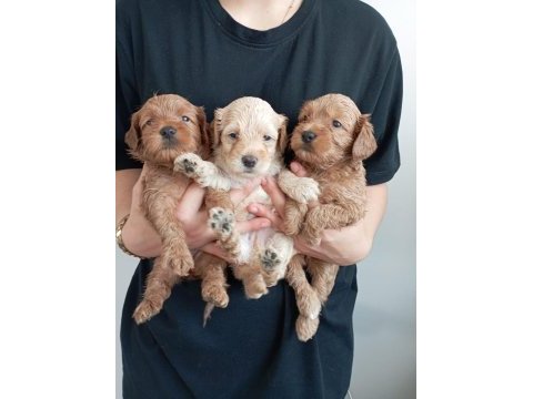 Toy poodle kalitesinde maltipoo yavrular