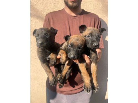 Belçika malinois yavrular