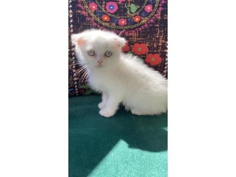 Bembeyaz kırık kulak scottish fold yavru