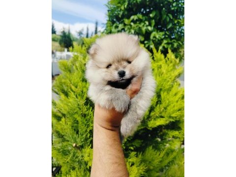 Pomeranian yavruları