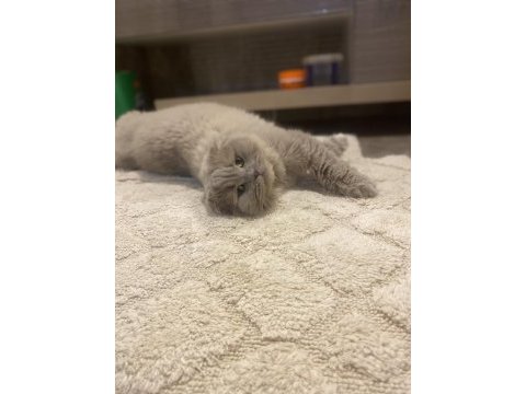 Scottish fold kedimiz için ulaşın