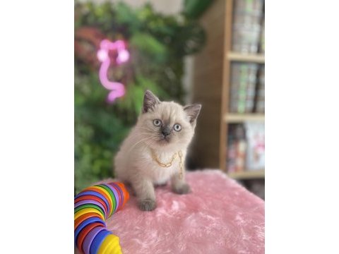 Prensesler sağlık ve ırk garantili british shorthair