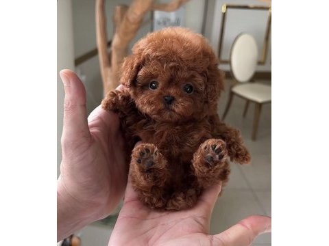 Kore teacup poodle yavrumuz