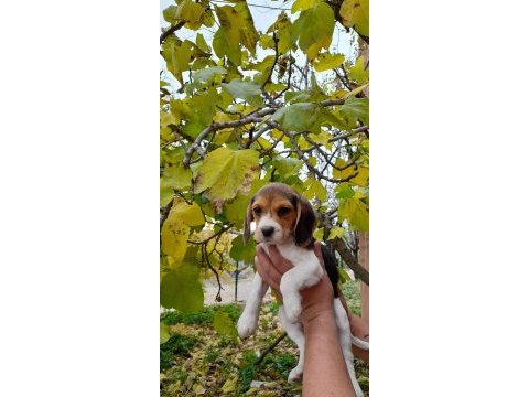 Neden mi beagle açıklamayı okuyun lütfen