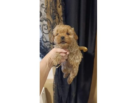 Kızımda alerji çıktı o yüzden köpeğimizi vermek istiyoruz