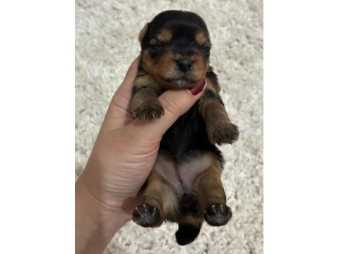 A kalite anne altından yorkshire terrier