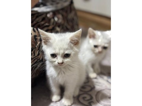 2 aylık olmak üzere dişi ve erkek karışım kediler