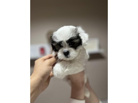 Maltese terrier yavrularımız için yuva aranıyor