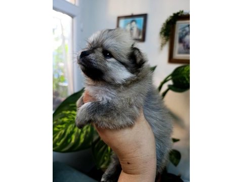 Pomeranian boo erkek ve dişi yavrularımız
