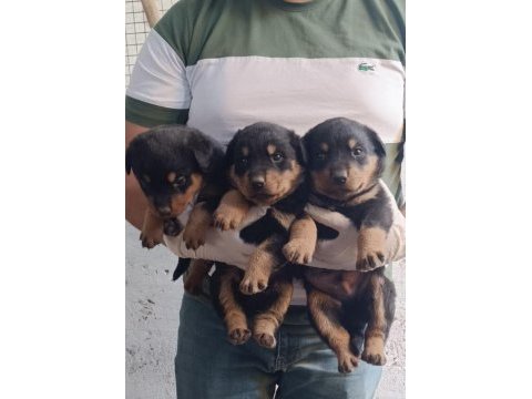 Koca kafa macar rottweiler yavrular