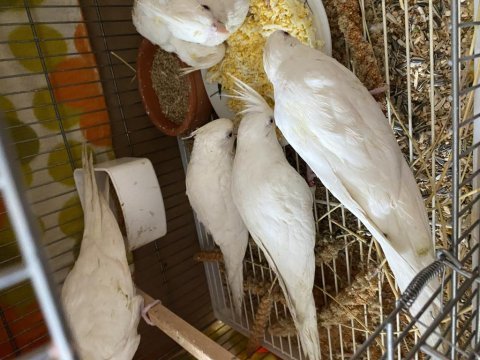 Albino yavru sultan papağanı