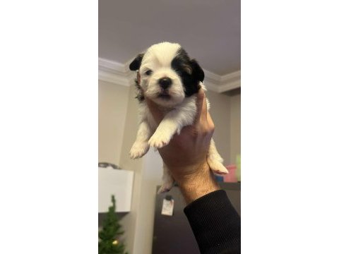 Yavru shih tzu