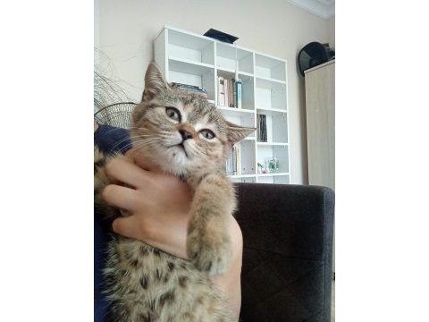 Tırtıl british shorthair bebek