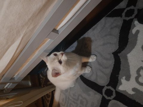 Kedi scottish straight