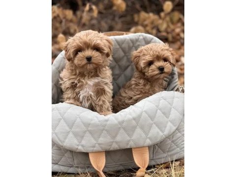 Ev üretimi baby face maltipoo yavrularımız