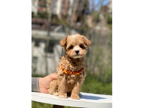 Sevimli maltipoo yavrular