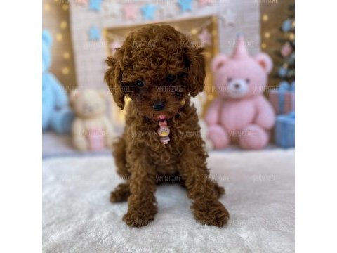 Teacup poodle