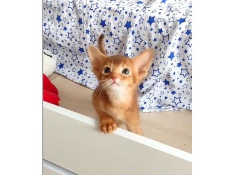 Safkan ebeveynlerden her renk habeş kedisi yavrular