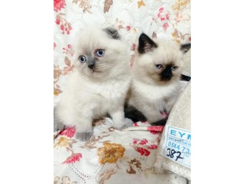 Scottish fold yavrular