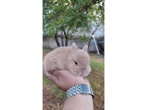 Cüce tavşanlar (netharlend dwarf)
