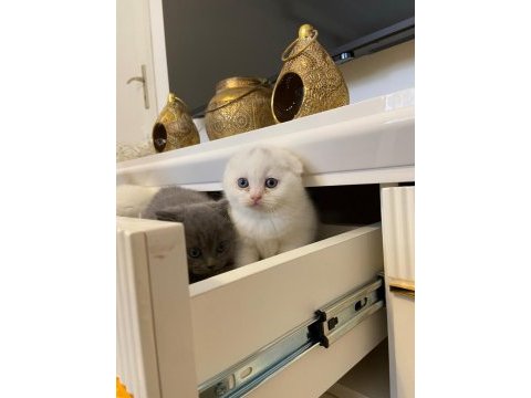 British shorthair ve scottish yavrularımız