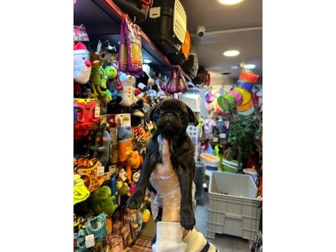 Irk ve sağlık garantili - pug mops bebekler