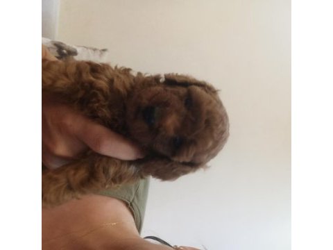 Son iki erkek poodle yavrumuz