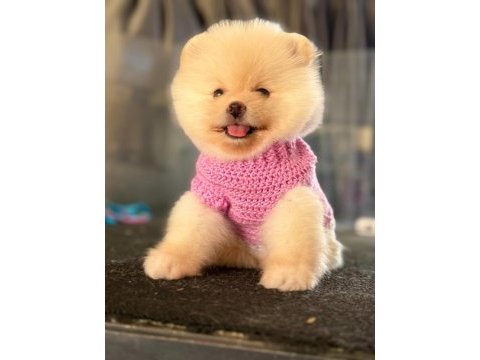 Tatlı pomeranian boo yavru