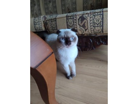 Kızgınlıkta olan erkek kedim için dişi arıyorum