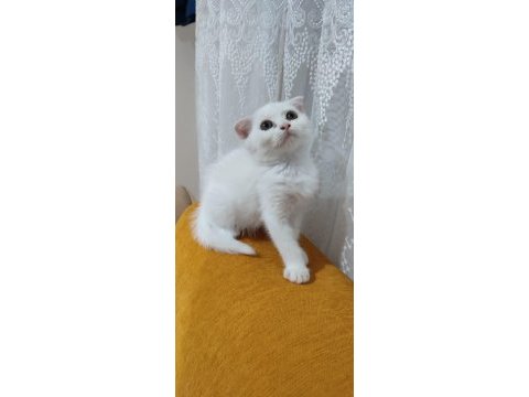 British shorthair yavrum