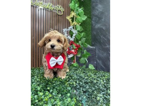 Cinsinin en iyisi maltipoo