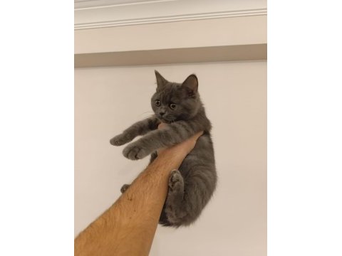 British shorthair bebekler