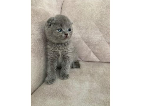 Ayı surat top kafa sıfır kulak erkek scottish fold