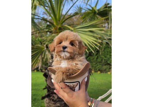 Eğitim merkezinden maltipoo bebeklerimiz