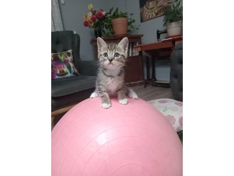 Boncuk 1 aylık tekir kedimiz