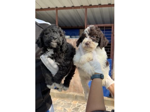 Portekiz su köpeği çok şirin yavrular 