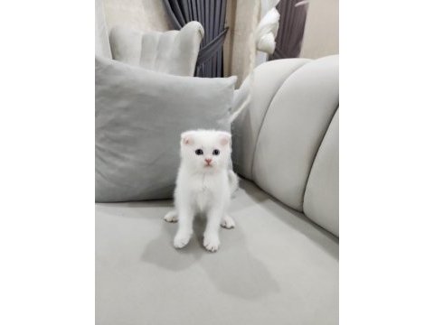 Pamuk scottish fold bebek