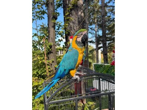 Full evcil macaw konuşuyor taklit yapıyor