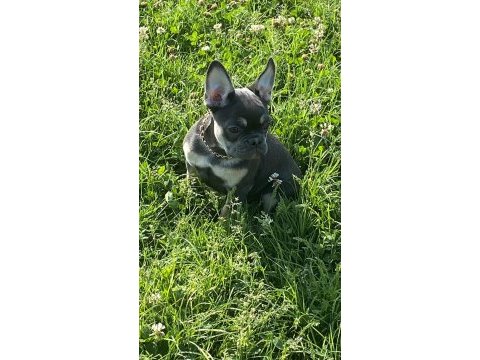 French bulldog blue tan dişi (3 aylık)
