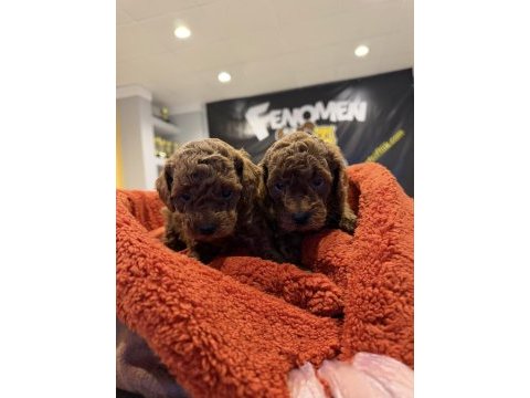 Wc egitimli toy poodle yavrularımız fenomen pets ankara