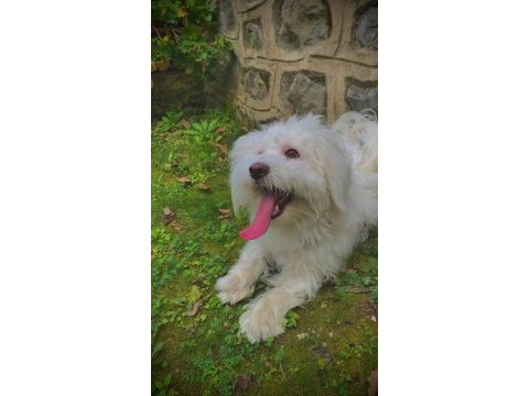 Terrier 1 yaşında eğitimli