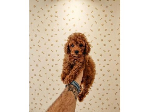 Poodle toy muhteşem bebekler